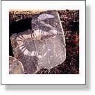 Etched Rock Snake
