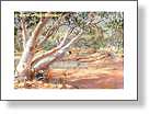 Galahs Drinking At Waterhole