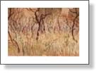 Grasslands