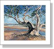 Old Mangrove Tree