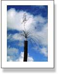 Single Bird On Pole