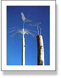 Twin Birds On Poles