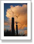 Twin Birds On Posts Sunset