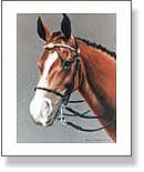 Horse Portrait - Penfold