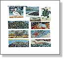 Shark Bay Mosaics